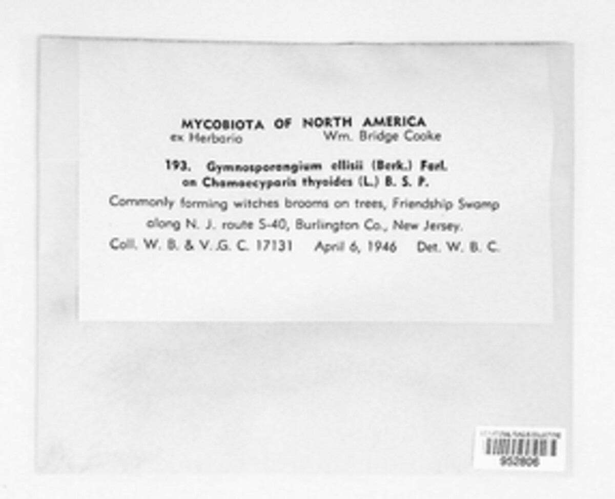 Gymnotelium myricatum image